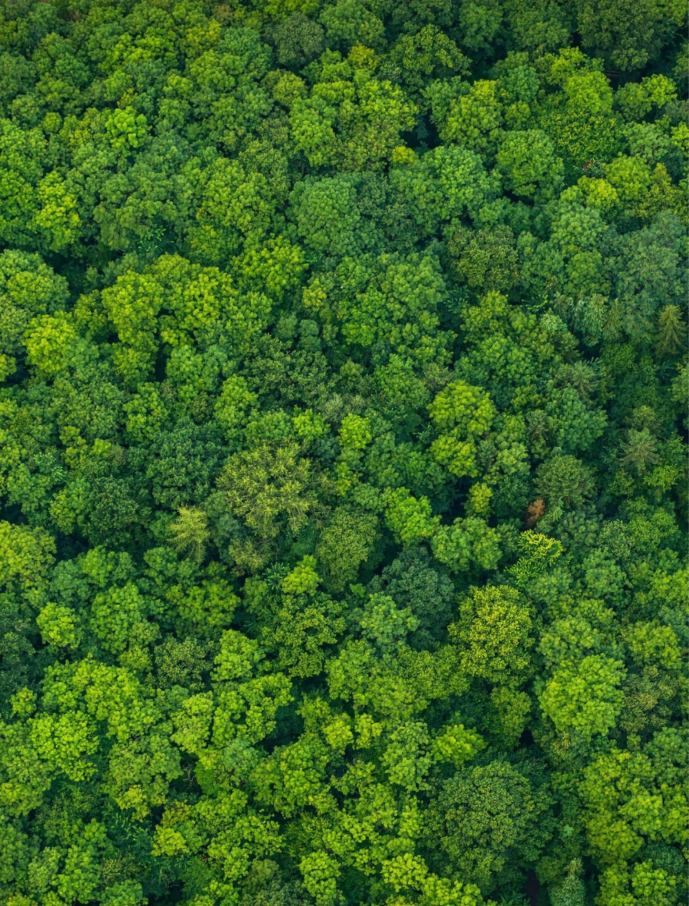 Photo: Green forest foliage, ©Getty Image, public domain